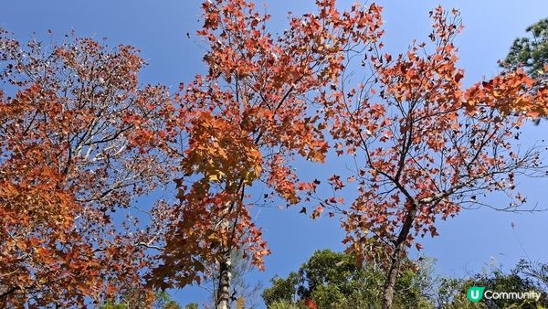 【大欖隧道轉車站至掃管笏郊遊悠】🍁🍁大棠楓香林🍁🍁千