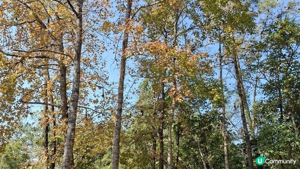【大欖隧道轉車站至掃管笏郊遊悠】🍁🍁大棠楓香林🍁🍁千