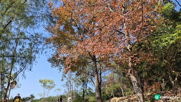 【大欖隧道轉車站至掃管笏郊遊悠】🍁🍁大棠楓香林🍁🍁千