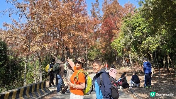 【大欖隧道轉車站至掃管笏郊遊悠】🍁🍁大棠楓香林🍁🍁千