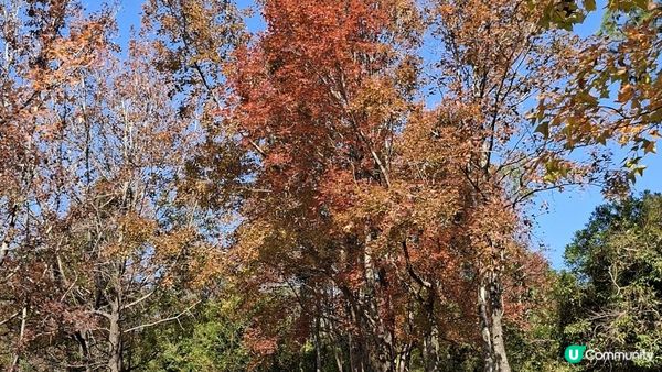 【大欖隧道轉車站至掃管笏郊遊悠】🍁🍁大棠楓香林🍁🍁千