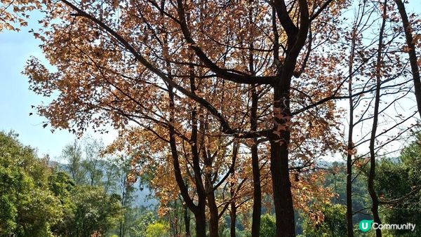 【大欖隧道轉車站至掃管笏郊遊悠】🍁🍁大棠楓香林🍁🍁千