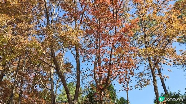 【大欖隧道轉車站至掃管笏郊遊悠】🍁🍁大棠楓香林🍁🍁千