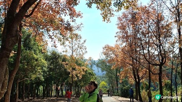 【大欖隧道轉車站至掃管笏郊遊悠】🍁🍁大棠楓香林🍁🍁千