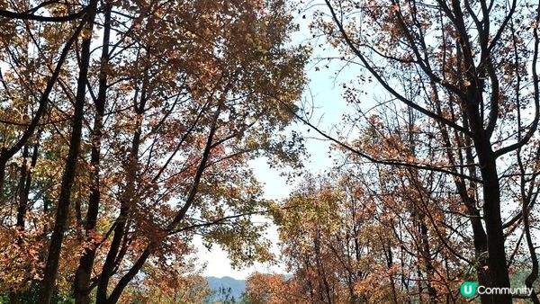 【大欖隧道轉車站至掃管笏郊遊悠】🍁🍁大棠楓香林🍁🍁千