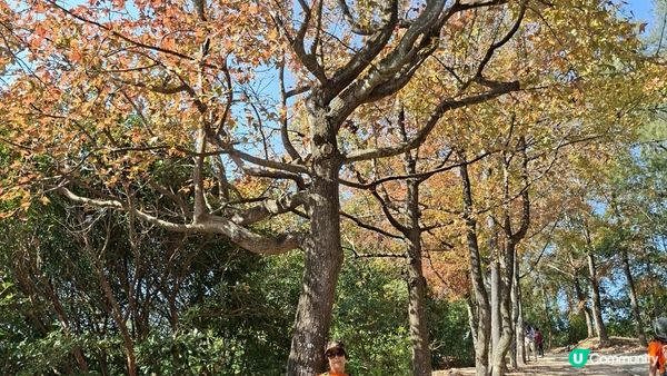 【大欖隧道轉車站至掃管笏郊遊悠】🍁🍁大棠楓香林🍁🍁千