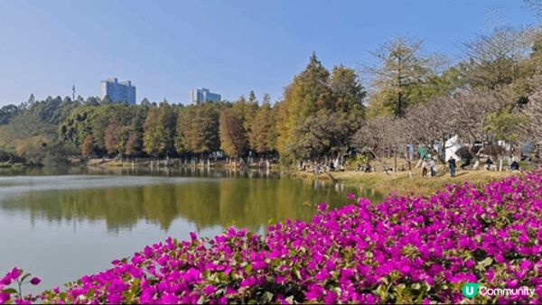 東莞松山湖，一個勁似歐陸小國的地方，環境十分漂亮，人都唔多寧...