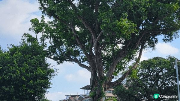 聖誕雪到了許願樹 們開心又細的一天 希望願望成真 中六合彩頭...