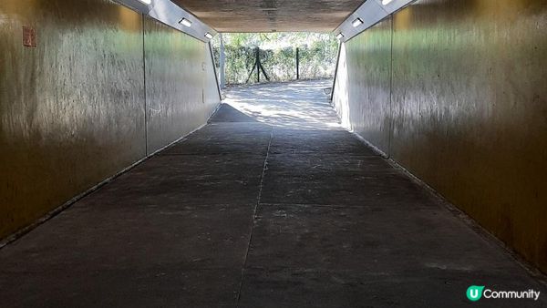 【新田至上水行山篇】麒麟山、古洞水塘、大水管