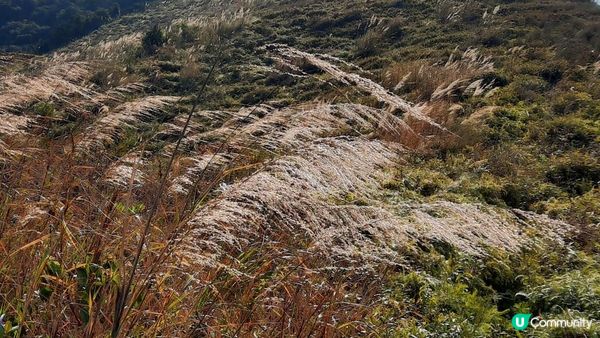 【新田至上水行山篇】麒麟山、古洞水塘、大水管