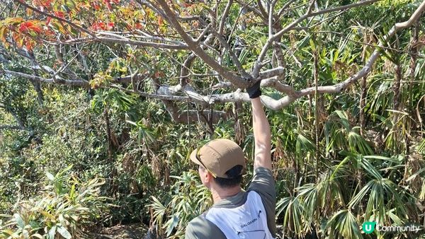 【鶴咀道至石澳行山篇】鶴咀山、石澳情人橋、大頭洲