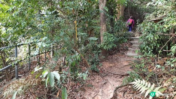 【慈雲山至畢架山花園行山篇】天梯石、獅尾脊、獅子山，筆架山觀景台