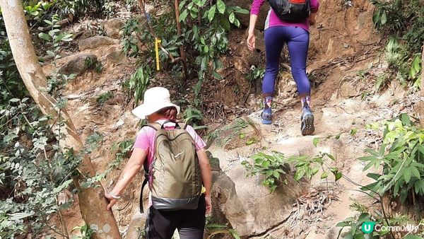 【慈雲山至畢架山花園行山篇】天梯石、獅尾脊、獅子山，筆架山觀景台