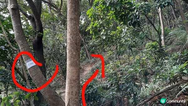 【慈雲山至畢架山花園行山篇】天梯石、獅尾脊、獅子山，筆架山觀景台