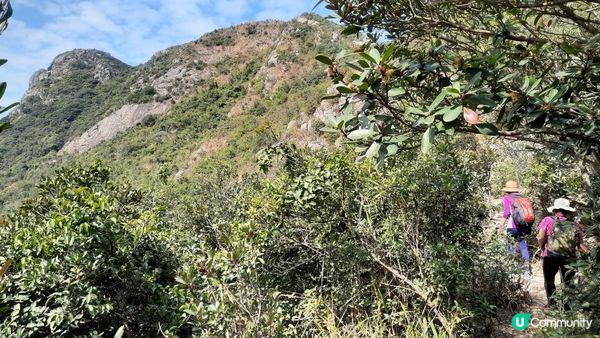 【慈雲山至畢架山花園行山篇】天梯石、獅尾脊、獅子山，筆架山觀景台