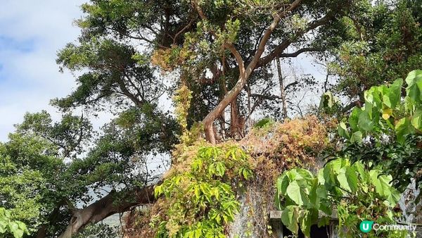 【石澳土地灣至筲箕灣行山篇】土地灣機槍堡、無字石碑、石碑山、猛鬼橋、西灣山