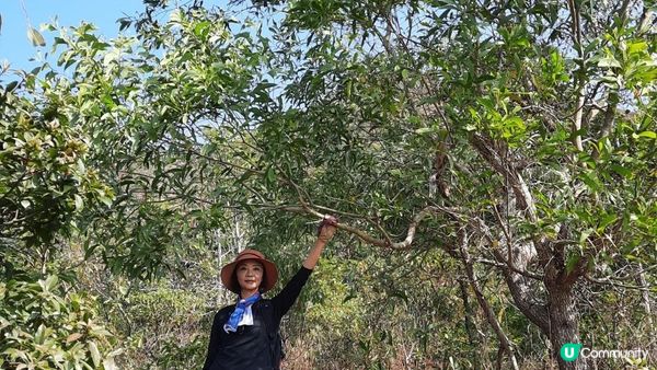 【大埔山寮路至流水響行山篇】八仙嶺純陽峰、黃嶺、鶴藪水塘、流水響水塘