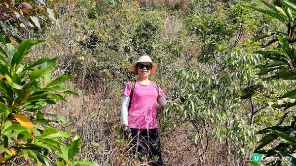 【大埔山寮路至流水響行山篇】八仙嶺純陽峰、黃嶺、鶴藪水塘、流水響水塘