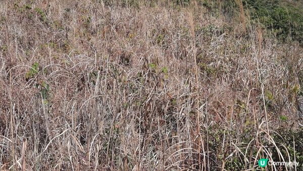 【大埔山寮路至流水響行山篇】八仙嶺純陽峰、黃嶺、鶴藪水塘、流水響水塘