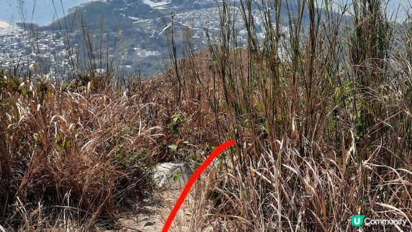 【大埔山寮路至流水響行山篇】八仙嶺純陽峰、黃嶺、鶴藪水塘、流水響水塘