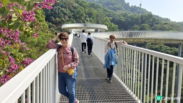【深圳光明區打卡篇】大頂嶺綠道的浮橋、探橋、懸橋及虹橋公園