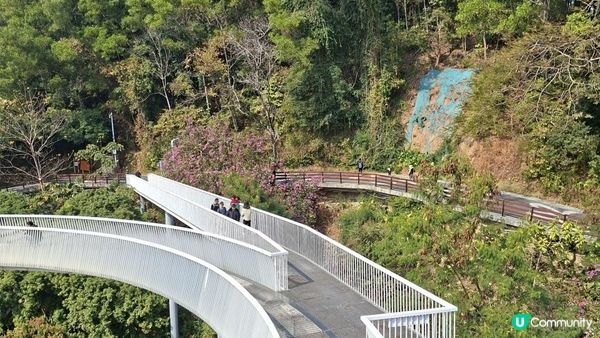 【深圳光明區打卡篇】大頂嶺綠道的浮橋、探橋、懸橋及虹橋公園