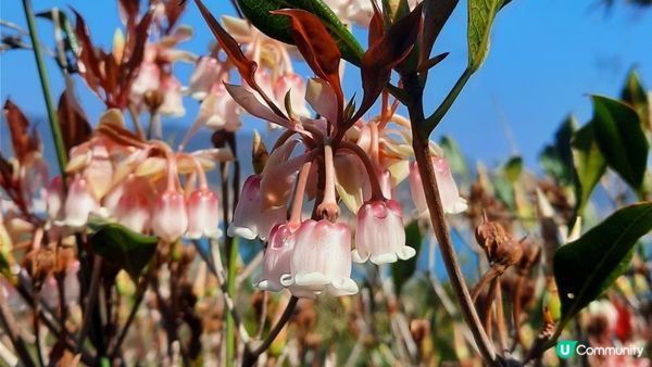 【西貢行山篇】大蛇頂、大蛇灣村、企人石、183燈塔