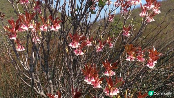 【西貢行山篇】大蛇頂、大蛇灣村、企人石、183燈塔