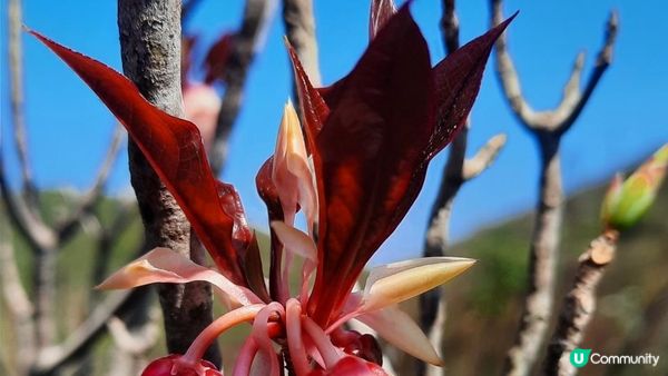 【西貢行山篇】大蛇頂、大蛇灣村、企人石、183燈塔