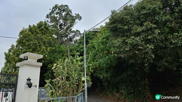 【粉嶺九龍坑站至丹竹坑行山篇】尖峰峒、龍山、鶴藪觀景台