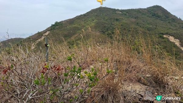 【粉嶺九龍坑站至丹竹坑行山篇】尖峰峒、龍山、鶴藪觀景台