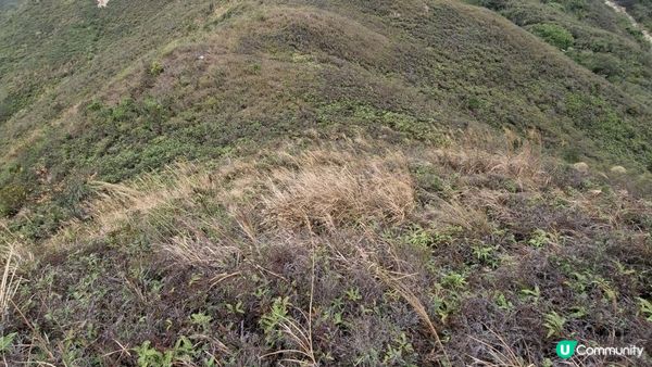 【粉嶺九龍坑站至丹竹坑行山篇】尖峰峒、龍山、鶴藪觀景台