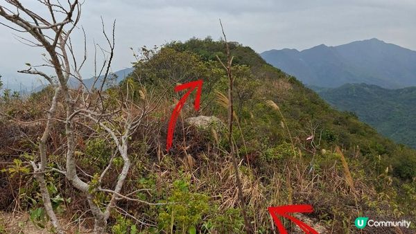 【粉嶺九龍坑站至丹竹坑行山篇】尖峰峒、龍山、鶴藪觀景台