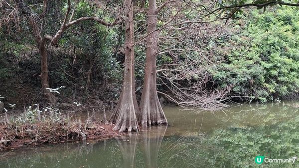 【粉嶺九龍坑站至丹竹坑行山篇】尖峰峒、龍山、鶴藪觀景台