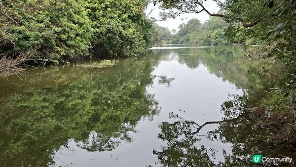 【粉嶺九龍坑站至丹竹坑行山篇】尖峰峒、龍山、鶴藪觀景台