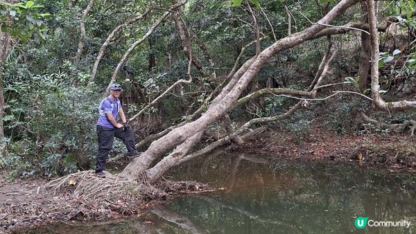 【粉嶺九龍坑站至丹竹坑行山篇】尖峰峒、龍山、鶴藪觀景台