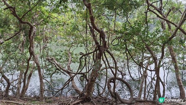 【粉嶺九龍坑站至丹竹坑行山篇】尖峰峒、龍山、鶴藪觀景台