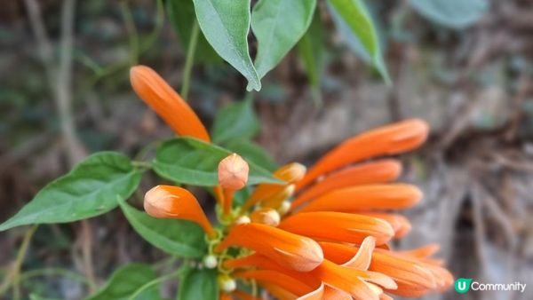 【西貢白沙澳至深涌碼頭行山篇】南山洞、明愛賽馬會小塘營、荔枝莊古道、蛇石、深涌大草原 + Go Park水上快線