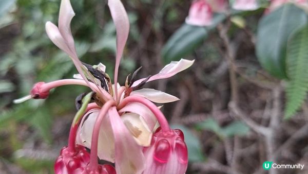 【西貢白沙澳至深涌碼頭行山篇】南山洞、明愛賽馬會小塘營、荔枝莊古道、蛇石、深涌大草原 + Go Park水上快線