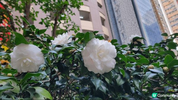 經過商場，見到開得非常漂亮和燦爛既山茶花，可惜只得白色，如果...