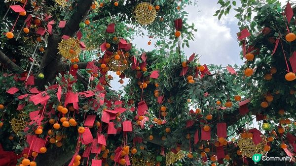 過年必到景點~ 林村許願樹