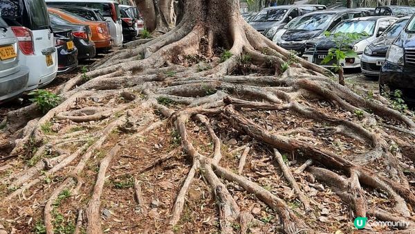 【西貢北潭涌至水浪窩行山篇】太墩、雷打石、雞公山、水浪窩觀星台