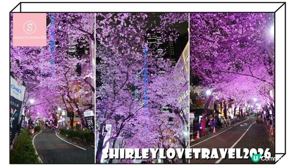 【日系情旅遊日本】輕鬆避開人潮拍櫻花美照！3大 東京櫻花 景點推薦