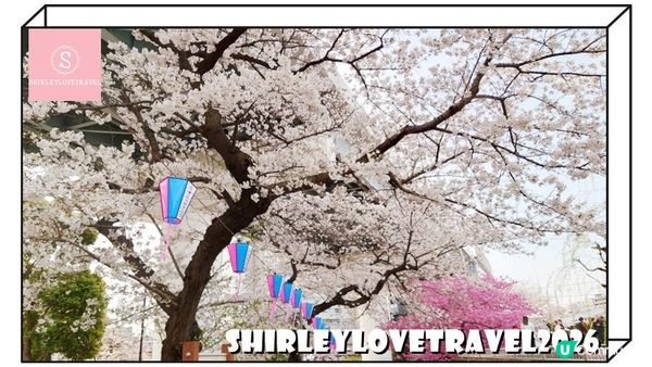 【日系情旅遊日本】輕鬆避開人潮拍櫻花美照！3大 東京櫻花 景點推薦