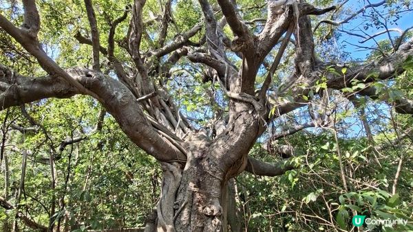 【南丫島尋石行山篇】月老石、蝸牛石、巫婆石、山地塘