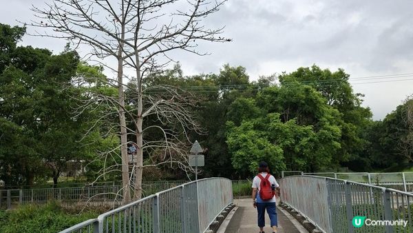 【古洞麒麟山坳至上水行山篇】古洞水塘 ➕️ 塱原濕地公園
