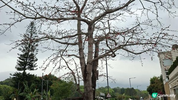 【古洞麒麟山坳至上水行山篇】古洞水塘 ➕️ 塱原濕地公園