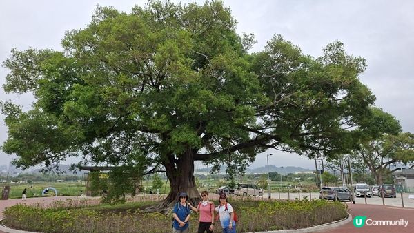【古洞麒麟山坳至上水行山篇】古洞水塘 ➕️ 塱原濕地公園
