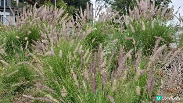 【古洞麒麟山坳至上水行山篇】古洞水塘 ➕️ 塱原濕地公園