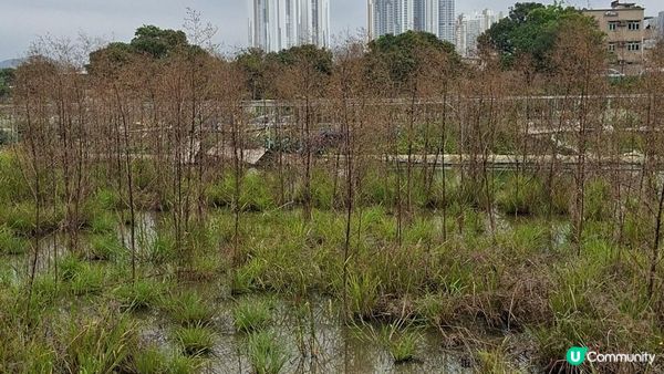 【古洞麒麟山坳至上水行山篇】古洞水塘 ➕️ 塱原濕地公園